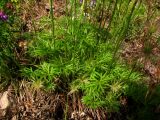 Pulsatilla orientali-sibirica