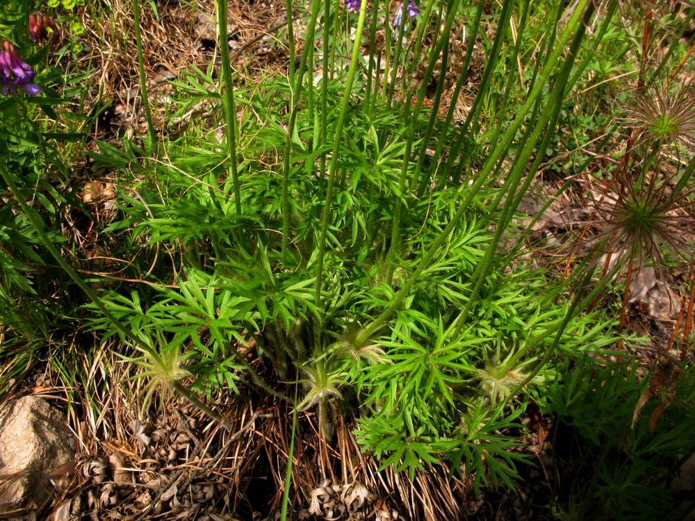 Image of Pulsatilla orientali-sibirica specimen.