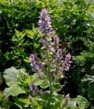 Salvia sclarea. Верхняя часть побега с соцветием. Германия, г. Дюссельдорф, Ботанический сад университета. 02.06.2014.