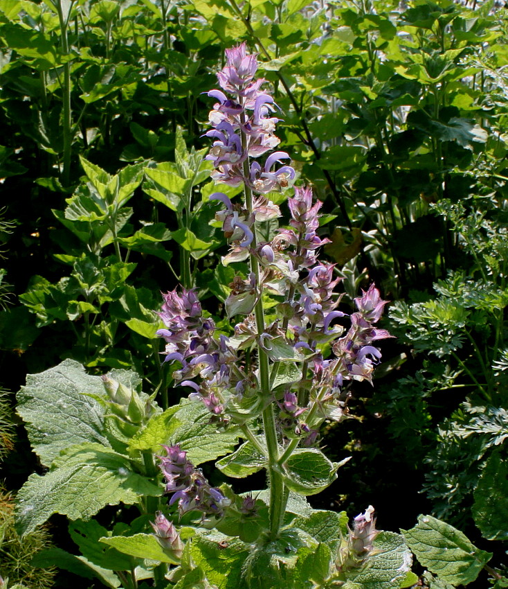 Изображение особи Salvia sclarea.