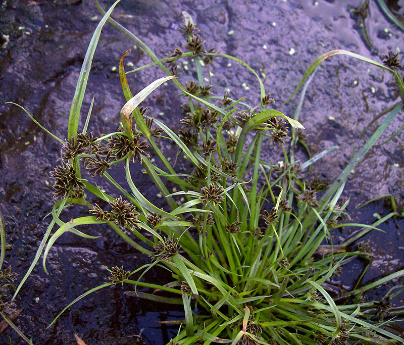 Image of Cyperus fuscus specimen.