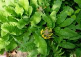 Primula bulleyana. Цветущие растения. Германия, г. Дюссельдорф, Ботанический сад университета. 02.06.2014.
