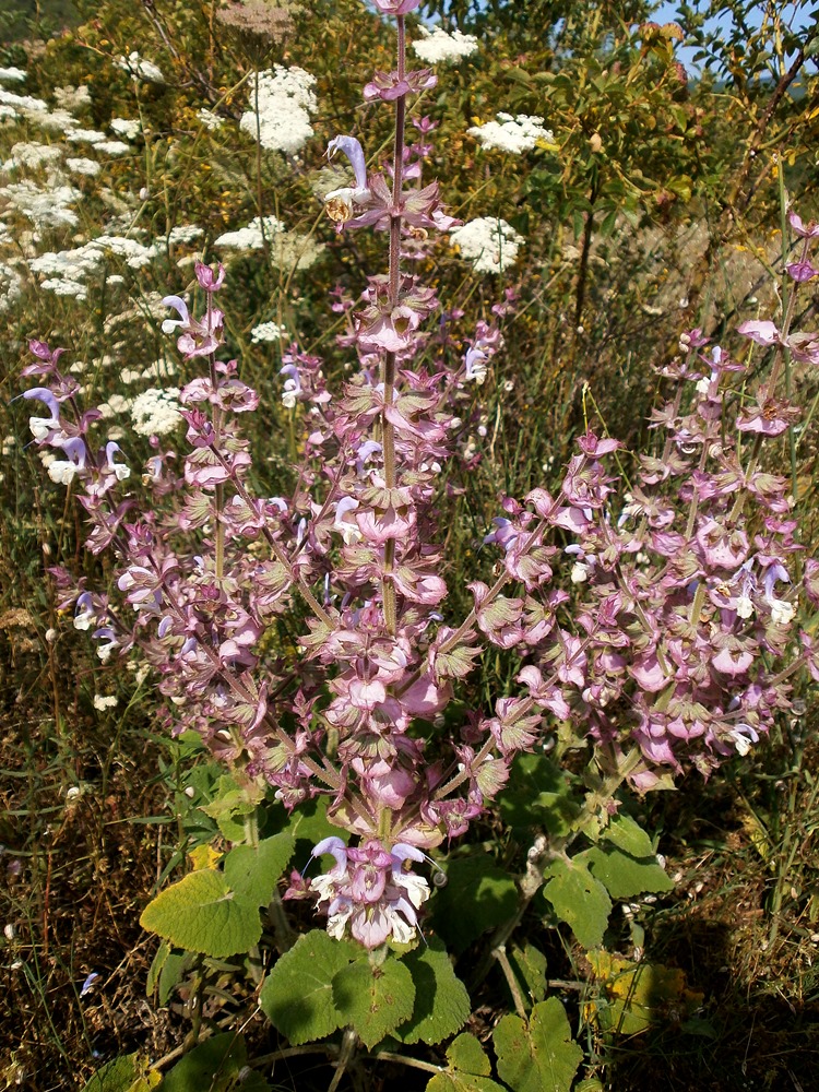 Изображение особи Salvia sclarea.