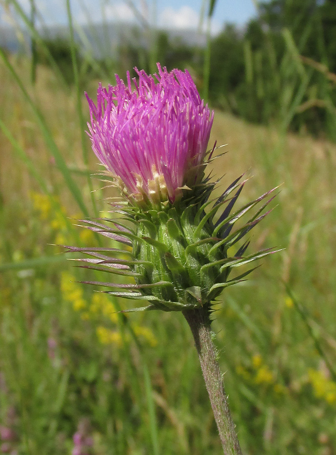 Image of genus Carduus specimen.