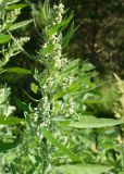 Chenopodium