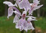 Dactylorhiza maculata. Цветки. Тверская обл., Кимрский р-н, окр. дер. Ларцево, кустарничково-сфагновый сосняк. 11.07.2014.