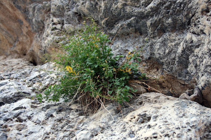 Изображение особи Corydalis heterophylla.