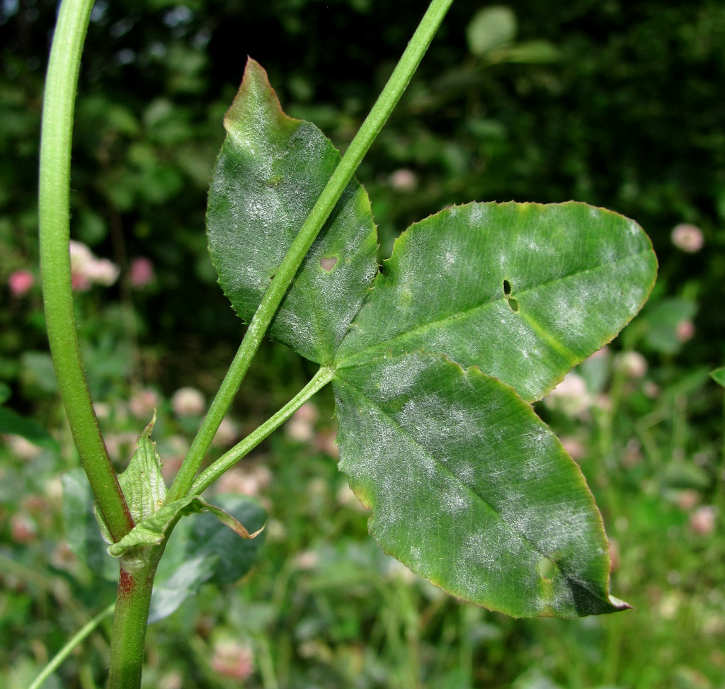 Image of Trifolium hybridum specimen.
