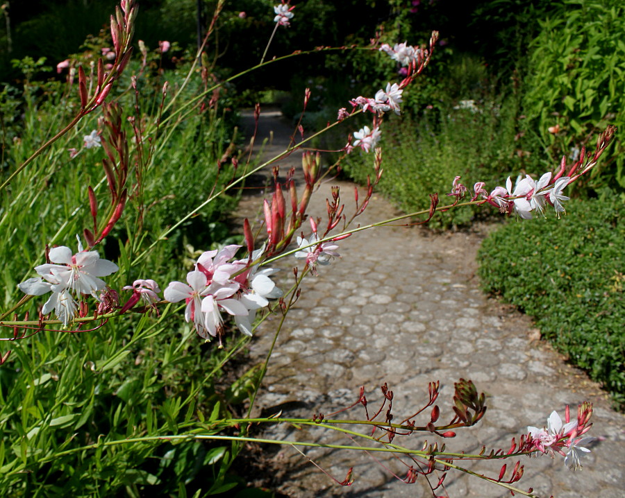 Изображение особи Gaura lindheimeri.