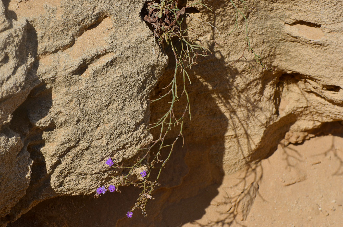 Изображение особи Limonium virgatum.