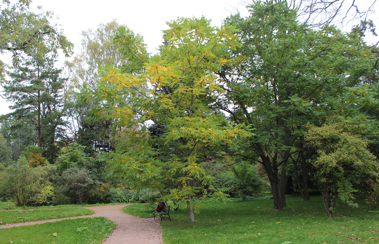 Изображение особи Juglans ailanthifolia.