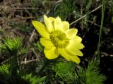 Adonis vernalis