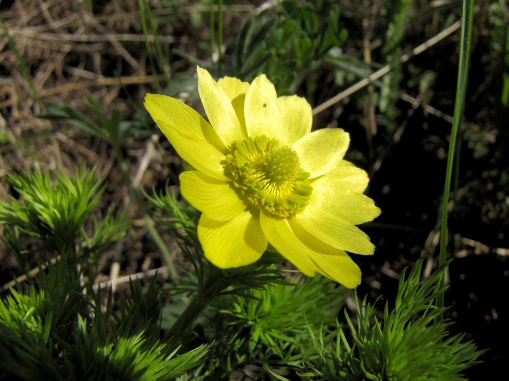 Изображение особи Adonis vernalis.