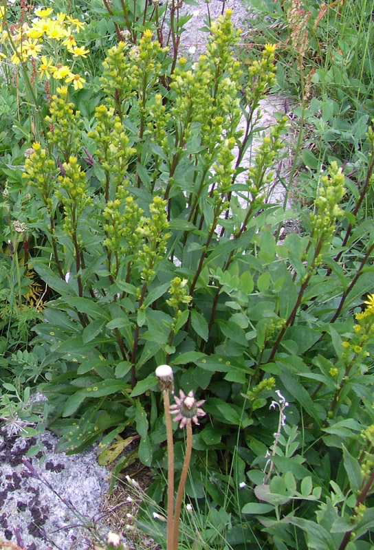 Image of Solidago virgaurea ssp. lapponica specimen.