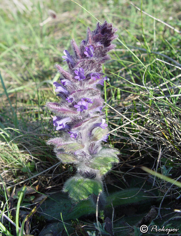 Image of Ajuga orientalis specimen.