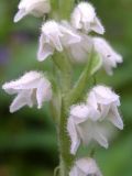 Goodyera repens