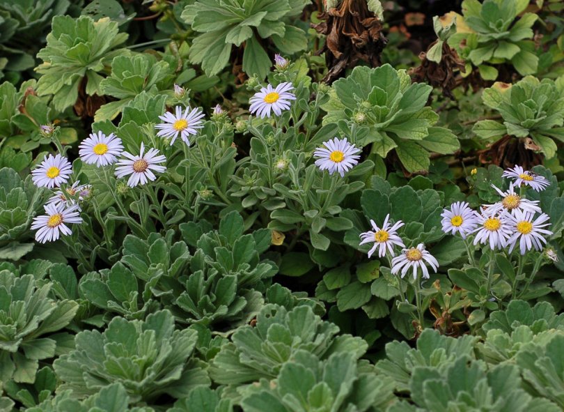 Image of Aster spathulifolius specimen.