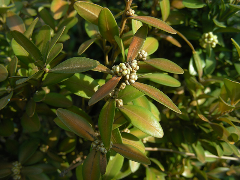 Image of Buxus sempervirens specimen.