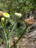 Tanacetum santolina. Часть соцветия. Восточный Казахстан, Глубоковский р-н, окр. с. Кожохово. 31.07.2009.