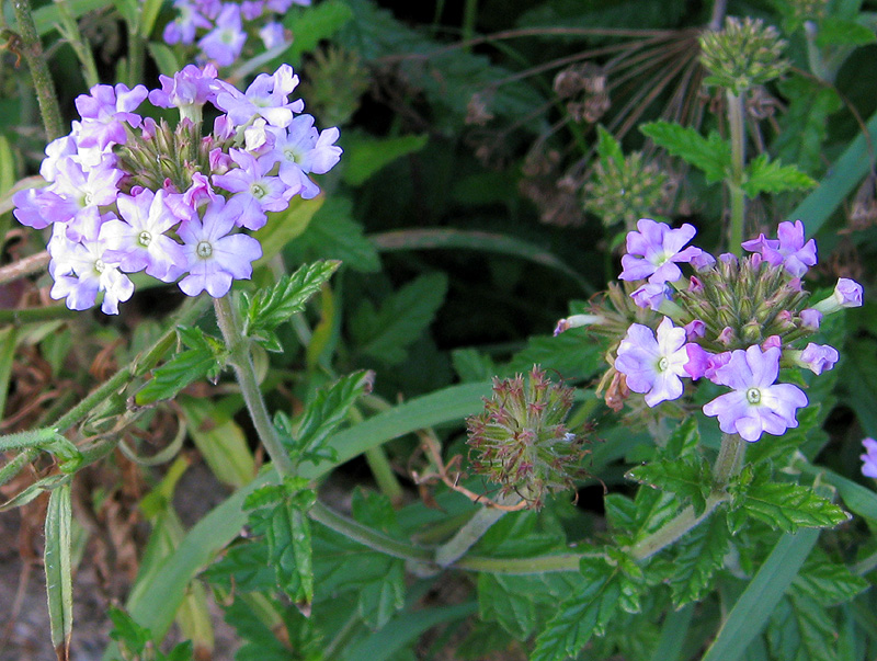 Image of Glandularia &times; hybrida specimen.