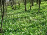 Corydalis cava. Склон балки с аспектом цветущей хохлатки и примесью ветренницы лютиковой. Днепропетровская обл., начало апреля.