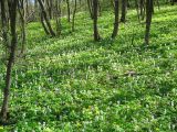 Corydalis cava