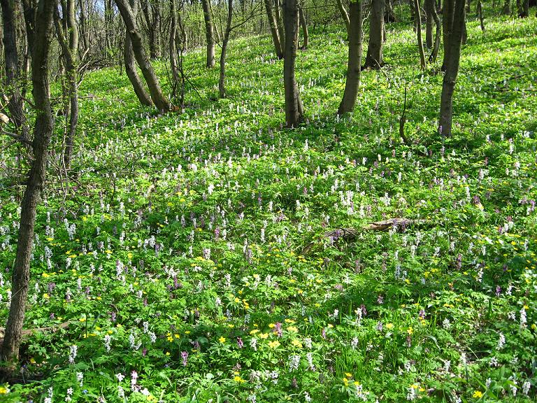 Изображение особи Corydalis cava.