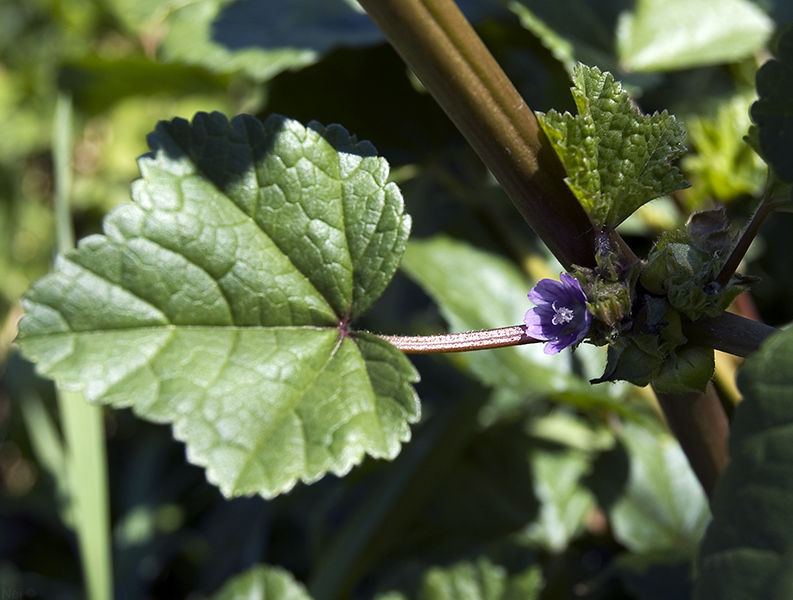 Изображение особи Malva verticillata var. neuroloma.