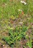 Leucanthemum ircutianum