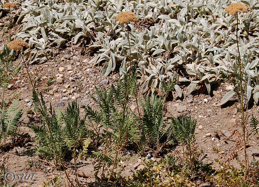 Изображение особи Achillea filipendulina.