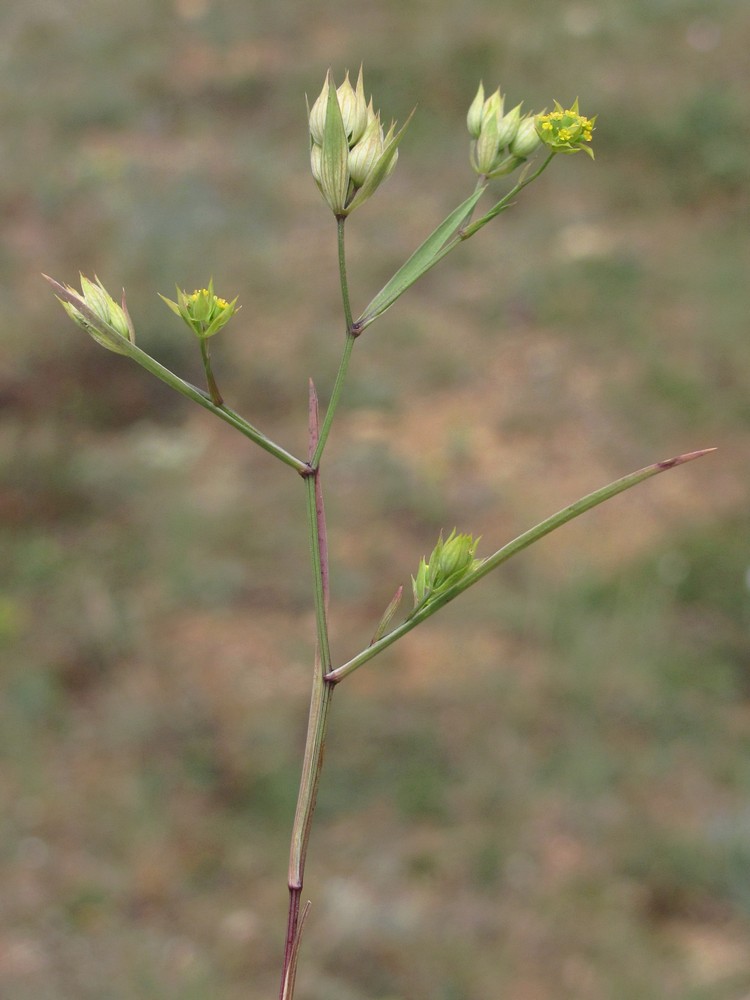 Изображение особи Bupleurum baldense.