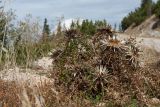 Carlina acaulis подвид caulescens. Плодоносящее растение на обочине горной дороги в поясе Pinus mugo. Черногория, нац. парк Дурмитор, к северу от г. Жабляк. 15.10.2014.