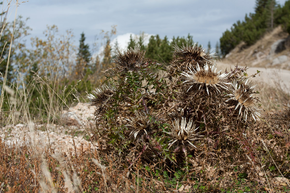 Image of Carlina acaulis ssp. caulescens specimen.