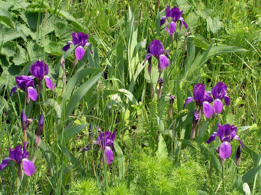 Изображение особи Iris aphylla.