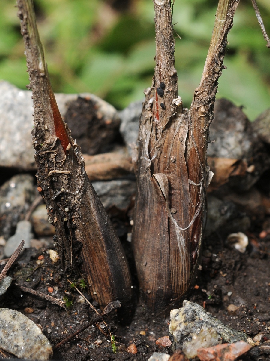 Image of Allium leptomorphum specimen.