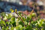 Betula nana