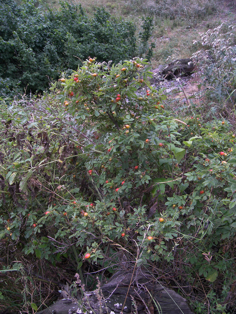 Image of Rosa mollis specimen.