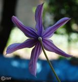 Clematis &times; jackmanii