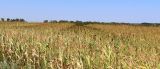 Sorghum bicolor