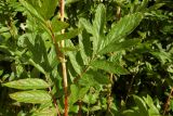 Filipendula ulmaria ssp. denudata