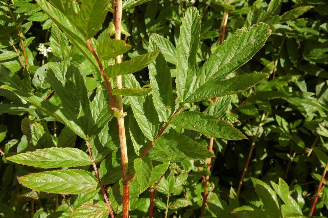 Image of Filipendula ulmaria ssp. denudata specimen.