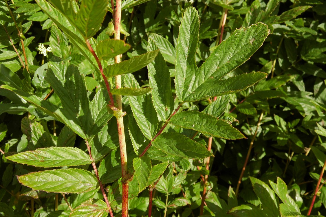 Изображение особи Filipendula ulmaria ssp. denudata.