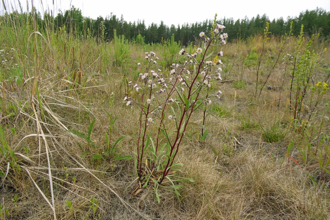 Изображение особи Erigeron acris.