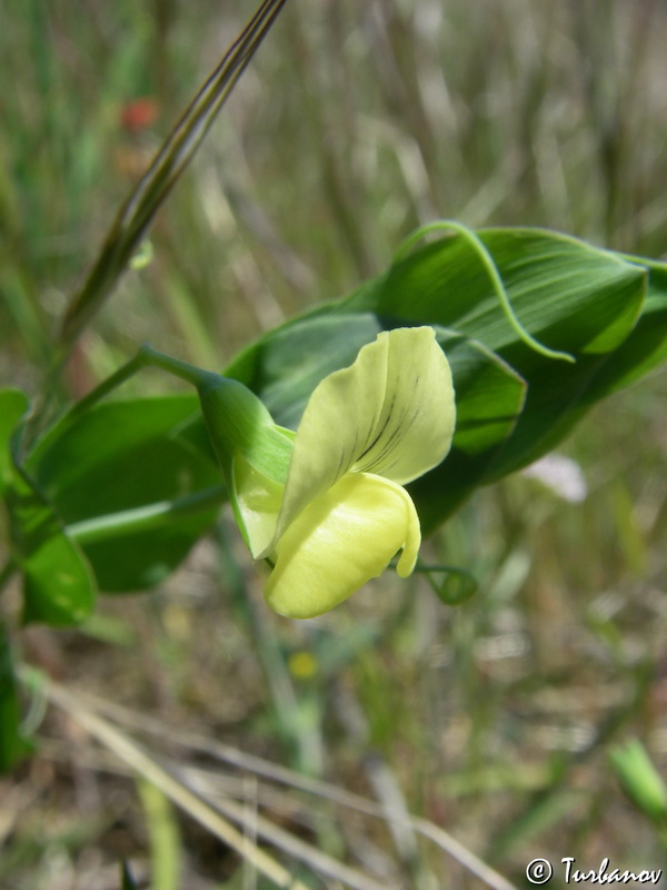 Изображение особи Lathyrus aphaca.