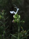 Rosmarinus officinalis. Верхушка цветущего побега. Испания, Каталония, провинция Girona, Costa Brava, Sant Feliu de Guíxols, в подлеске жестколистного средиземноморского леса. 23 октября 2008 г.