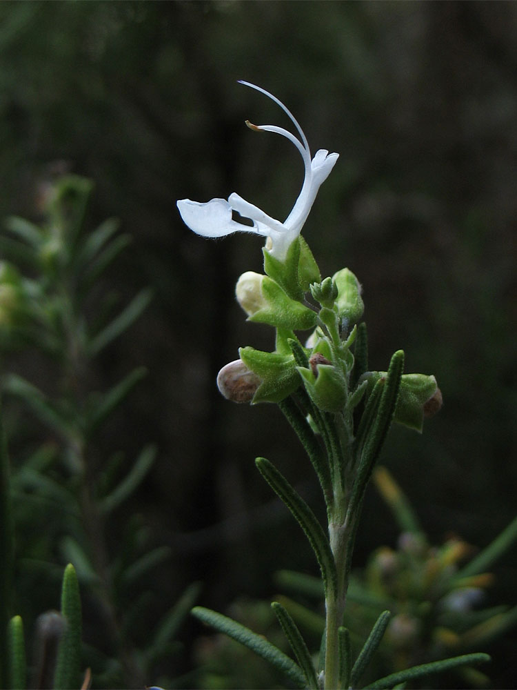 Изображение особи Rosmarinus officinalis.