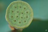 Nelumbo nucifera