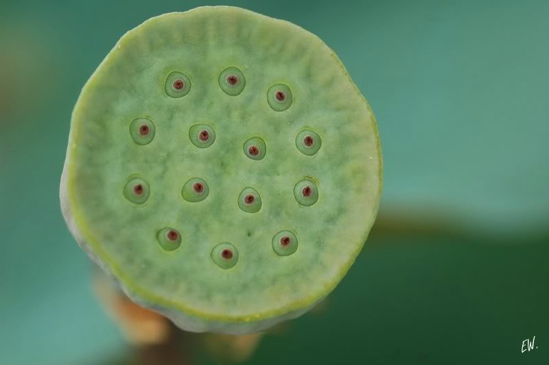 Image of Nelumbo nucifera specimen.