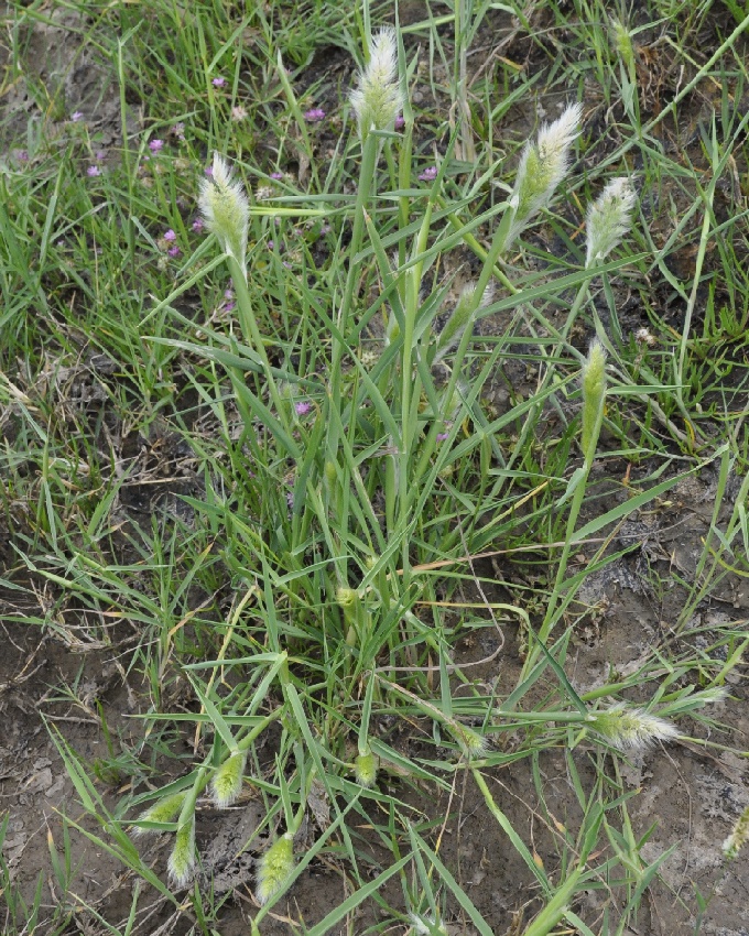 Изображение особи Polypogon monspeliensis.