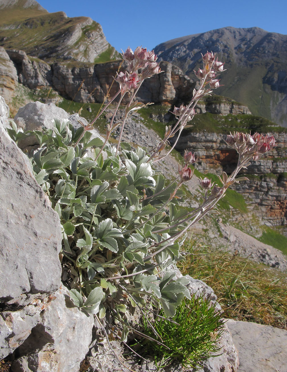 Image of Potentilla divina specimen.